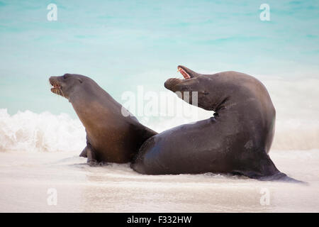 Galapagos Sea Lions (Zalophus wollebaeki) playing in the surf at a beach on Espanola Island in the Galapagos Stock Photo