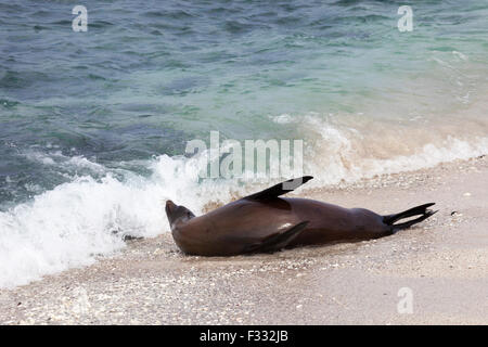 Galapagos Sea Lion (Zalophus wollebaeki) playing in shoreline surf Stock Photo