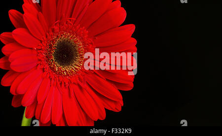 Beautiful gerbera flower on black background. Stock Photo