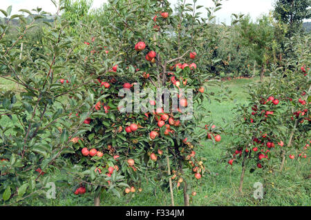 Elstar, Apfel, Malus, domestica, Stock Photo