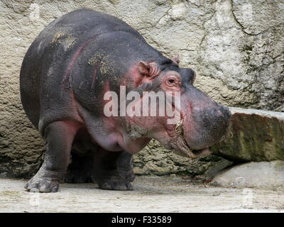 Feeding African Hippo (Hippopotamus amphibius) in close-up Stock Photo