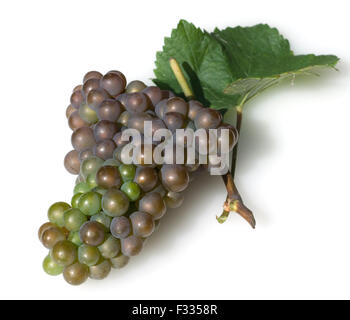 Grauburgunder, Pinot, gris, grigio, Rulaender, Stock Photo