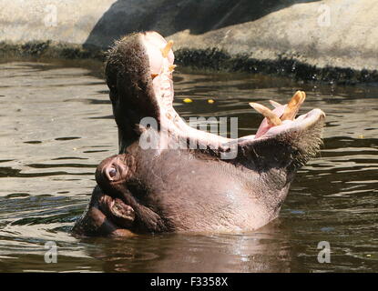 African Hippo (Hippopotamus amphibius) in close-up, rearing head up high out of the water Stock Photo