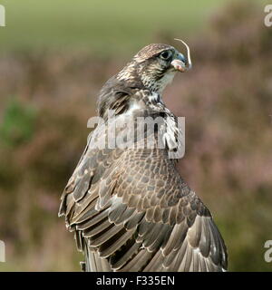 Saker falcon (Falco cherrug) swallowing a mouse Stock Photo