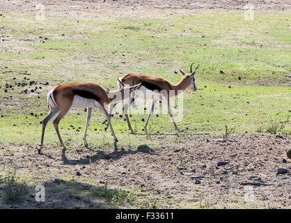 Two South African Springbok antelopes (Antidorcas marsupialis Stock ...
