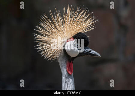 Black crowned crane (Balearica pavonina), portrait, captive, Palmitos Park, Maspalomas, Gran Canaria, Canary Islands, Spain Stock Photo