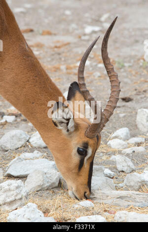 Black-faced Impala (Aepyceros petersi), portrait whilst eating, Etosha National Park, Namibia Stock Photo