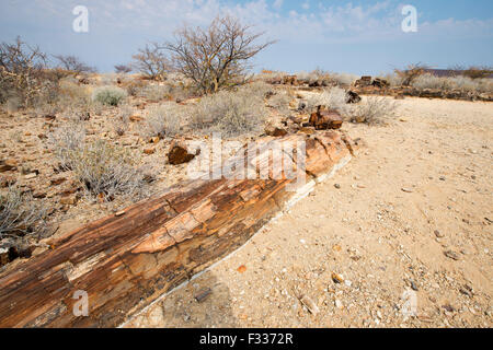 Petrified forest, Damaraland, Namibia Stock Photo