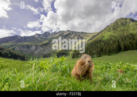 Marmot (Marmota), eating, mountainous scenery, Reichenstein, Styria, Austria