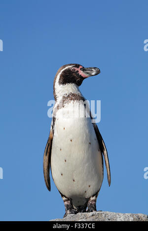 Humboldt penguin (Spheniscus humboldti), captive Stock Photo