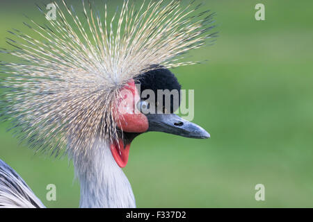 Black crowned crane (Balearica pavonina), portrait, captive Stock Photo