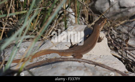 Little lizard sunbathing on a rock Stock Photo