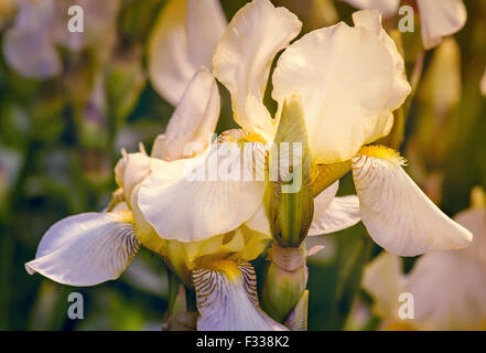 Closeup presents beautiful inflorescence pale yellow iris flowers on a background of garden irises and other flowering. Stock Photo
