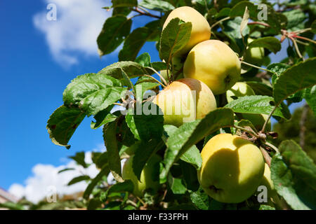 Close-up of apples on a branch in an orchard Stock Photo