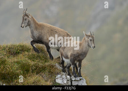 Two young Alpine ibex / Steinbock / Alpensteinbock ( Capra ibex ) stands on some rocks in wild high mountains range. Stock Photo
