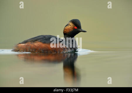 Adult Black-necked Grebe / Eared Grebe / Schwarzhalstaucher ( Podiceps nigricollis ) swims close on flat water in best light. Stock Photo