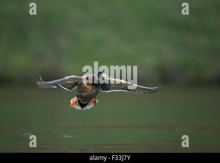 Flight shot of a male Mallard / Wild Duck / Stockente ( Anas platyrhynchos ) just before landing on a natural pond. Stock Photo