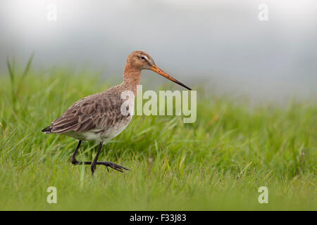 Adult Black-tailed Godwit, Uferschnepfe ( Limosa limosa ) in its breeding plumage walks over an extensive wet meadow / wetland. Stock Photo