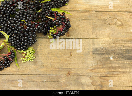 Elderberry fruit (Sambucus ebulus) Stock Photo