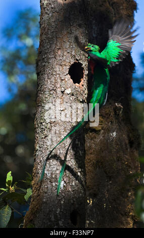 Resplendent Quetzal Pharomachrus mocinno male bringing wild avocado to feed young at nest Central Highlands Costa Rica Stock Photo