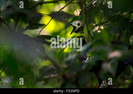 Blue-throated Piping Guan Pipile cumanensis calling at dawn Tambopata Peruvian Amazon Stock Photo