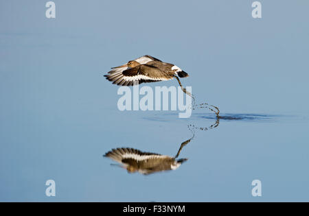 Black-tailed Godwit Limosa limosa taking off from tidal pool Norfolk March Stock Photo