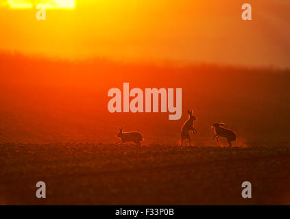 Brown Hares Lepus europaeus boxing at dawn Norfolk spring Stock Photo
