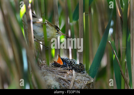 Cuckoo Cuculus canorus 12 day chick in Reed Warbler nest East Anglian Fens May Stock Photo