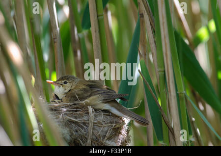 Cuckoo Cuculus canorus 12 day chick in Reed Warbler nest East Anglian Fens May Stock Photo