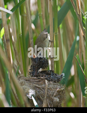 Young Cuckoo Canorus cuculus in Reed Warblers nest in reedbed Norfolk May Stock Photo