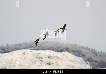 Greenland White-fronted Geese Anser albifrons flavirostris Loch Ken-Dee Marshes RSPB Reserve Galloway Scotland December Stock Photo