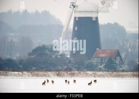 Brown Hares Lepus europaeus on snow covered field Burnham Norton Norfolk winter Stock Photo