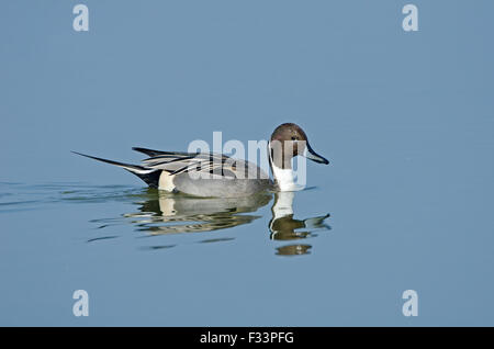 Pintail Anas acuta Cambridgeshire Fens March Stock Photo