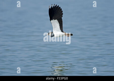 Lapwing Vanellus vanellus Cambridgeshire Fens March Stock Photo