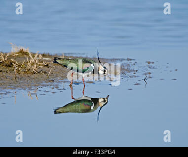 Lapwing Vanellus vanellus Cambridgeshire Fens March Stock Photo