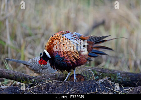 Common Pheasant Phasianus colchicus male displaying to female Norfolk
