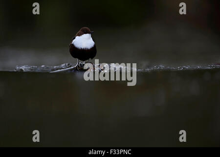 Black-bellied Dipper Cinclus cinclus Thetford Norfolk winter 2013 Stock Photo