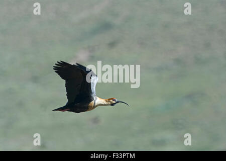 Black-faced Ibis Theristicus melanopis Torres del Paine National Park Patagonia Chile Stock Photo