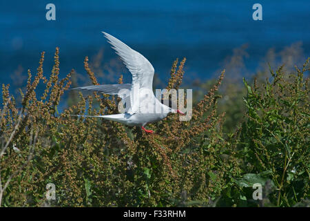 Arctic Tern Sterna paradisaea Long Nanny Northumberland July Stock Photo