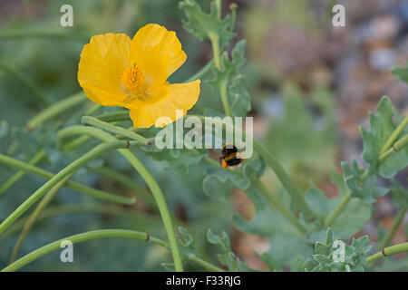 Buff-tailed bumblebee  Bombus terrestris with full pollen sacks tending Yellow-horned Poppy at Cley Norfolk summer Stock Photo