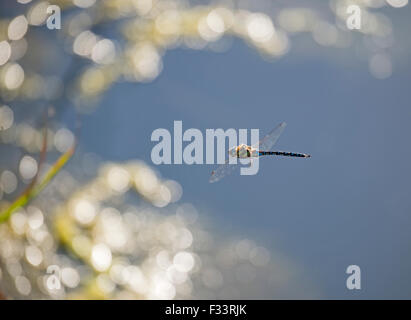 Migrant Hawker Dragonfly Aeshna mixta Cley Norfolk autumn Stock Photo