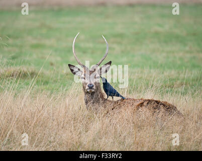 Red Deer (Cervus elaphus) young stag with attendant Jackdaws searching for ticks Richmond Park London