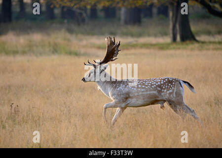 Fallow Deer Dama dama buck during autumn rut Norfolk Stock Photo