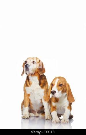 Two beagle dogs isolated on white background Stock Photo