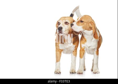 Two beagle dogs isolated on white background Stock Photo