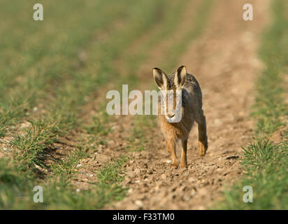 European Brown Hare, Lepus europaeus in winter wheat field Norfolk UK March Stock Photo