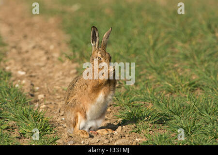 European Brown Hare, Lepus europaeus in winter wheat field Norfolk UK March Stock Photo