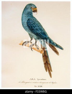 Johann Baptist von Spix painting of a Spix's Macaw from 1824 - individual has the bill of a juvenile Stock Photo