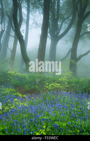 bluebells in the misty woods near Minterne Magna at dawn, Dorset, England, UK Stock Photo