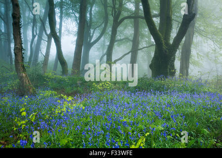 bluebells in the misty woods near Minterne Magna at dawn, Dorset, England, UK Stock Photo